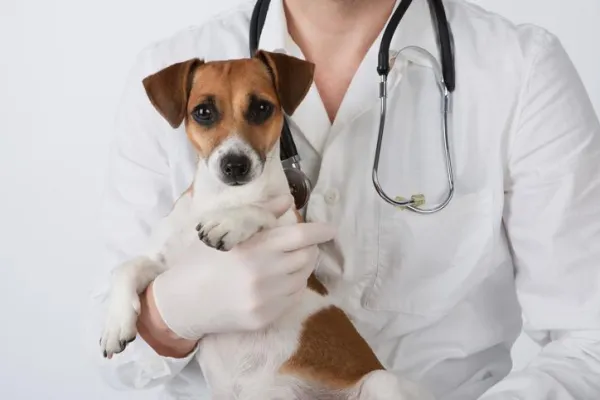 Why Is My Dog Suddenly Pooping Indoors? Causes & Solutions