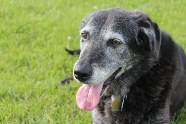 Why Is My Dog Suddenly Pooping Indoors? Causes & Solutions