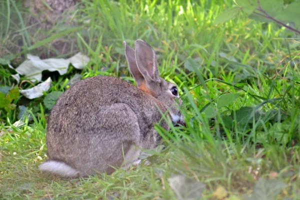 Understanding Aggression in Rabbits: Causes and Solutions