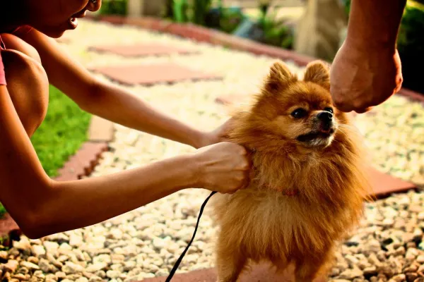 Comprehensive Pomeranian Training for Puppies & Adults: Commands, Behavior & Bonding