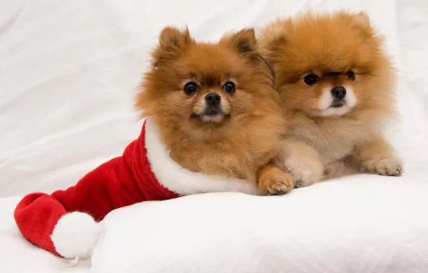 Comprehensive Pomeranian Training for Puppies & Adults: Commands, Behavior & Bonding