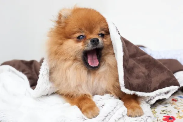 Comprehensive Pomeranian Training for Puppies & Adults: Commands, Behavior & Bonding