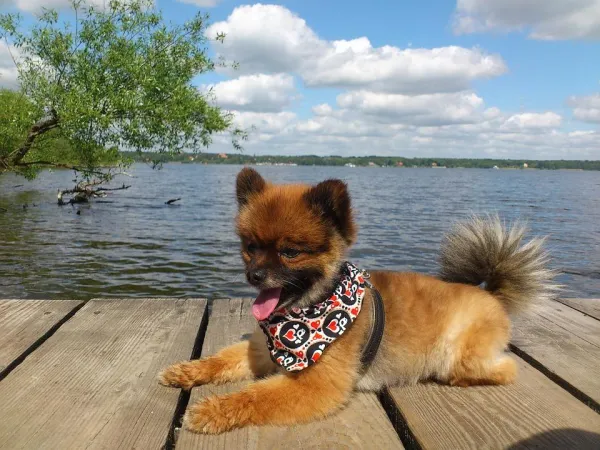 Comprehensive Pomeranian Training for Puppies & Adults: Commands, Behavior & Bonding