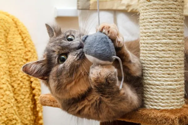 Why Does My Cat Overgroom? Understanding the Causes and Solutions
