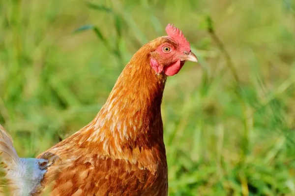 Why Chickens Eat Their Own Eggs: Key Health & Behavior Indicators