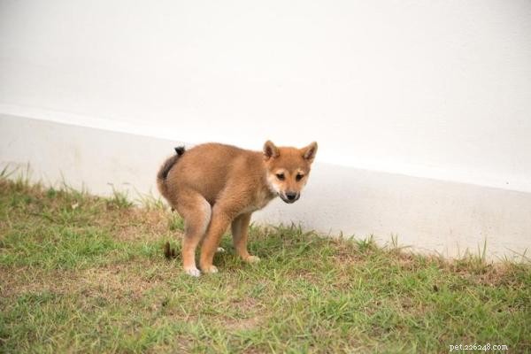 Stop Your Dog from Pooping in Your Yard: Proven Training Tips