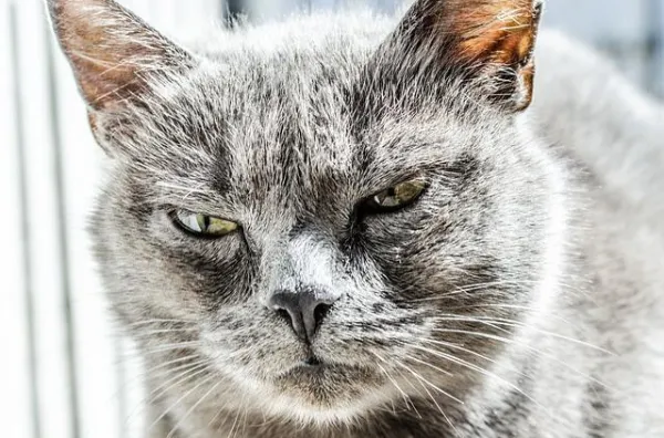 How to Calm an Aggressive Cat: Proven Techniques for a Peaceful Home