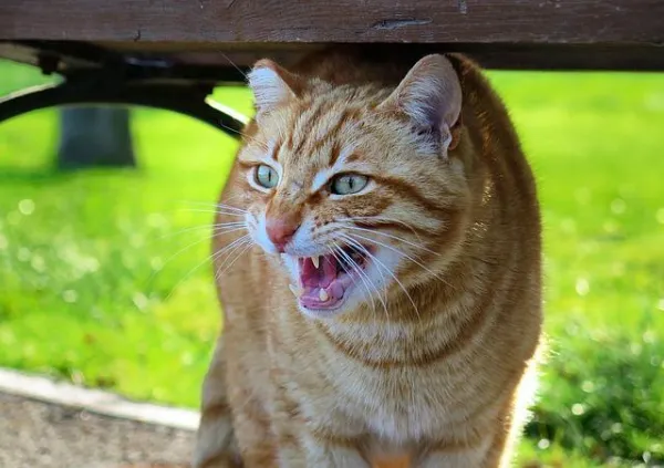 How to Calm an Aggressive Cat: Proven Techniques for a Peaceful Home