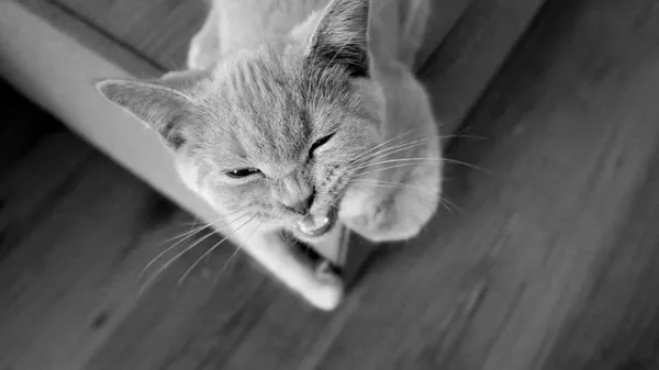How to Calm an Aggressive Cat: Proven Techniques for a Peaceful Home