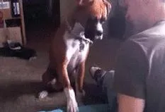 Why Does Your Dog Raise Its Front Paw? Decoding the Signals for Better Understanding