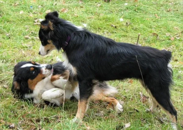 Why Does Your Dog Raise Its Front Paw? Decoding the Signals for Better Understanding