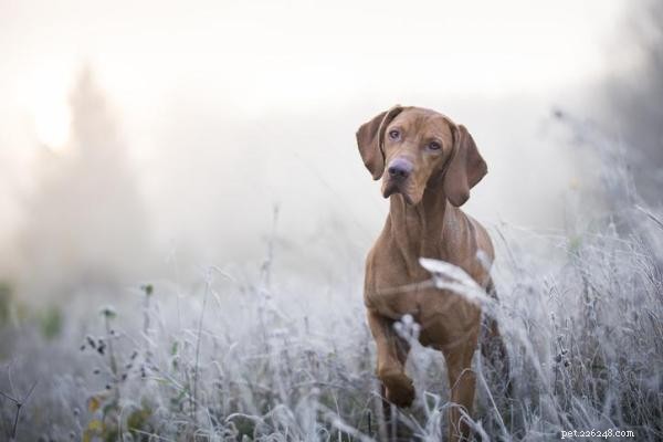 Why Does Your Dog Raise Its Front Paw? Decoding the Signals for Better Understanding