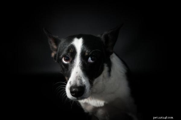Sudden Dog Anxiety: What Causes It and How to Help Your Pet