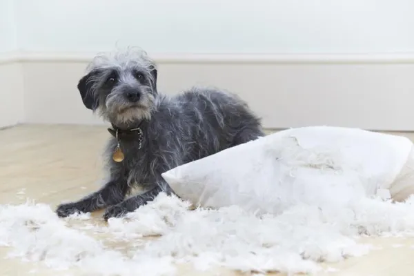 Sudden Dog Anxiety: What Causes It and How to Help Your Pet
