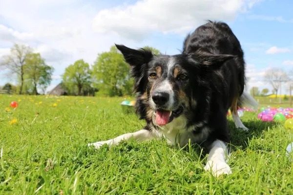 Why Does Your Dog Raise Its Front Paw? Decoding the Signals for Better Understanding