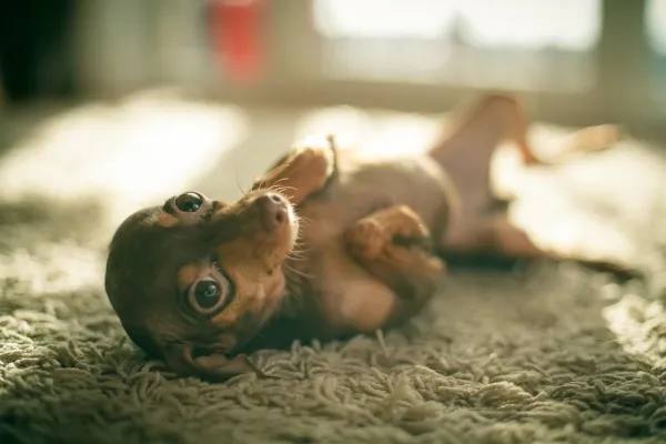 Why Does Your Dog Raise Its Front Paw? Decoding the Signals for Better Understanding