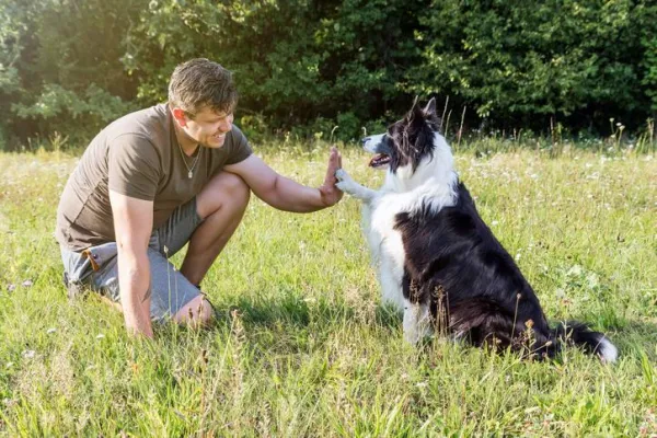 Why Does Your Dog Raise Its Front Paw? Decoding the Signals for Better Understanding
