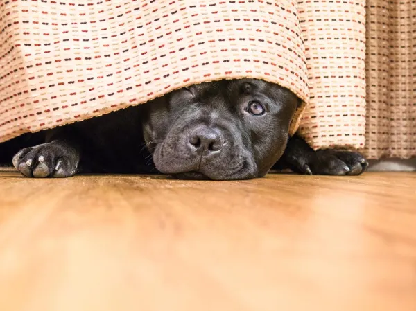 Sudden Dog Anxiety: What Causes It and How to Help Your Pet