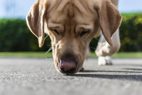 Why Does Your Dog Raise Its Front Paw? Decoding the Signals for Better Understanding
