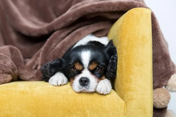 Sudden Dog Anxiety: What Causes It and How to Help Your Pet