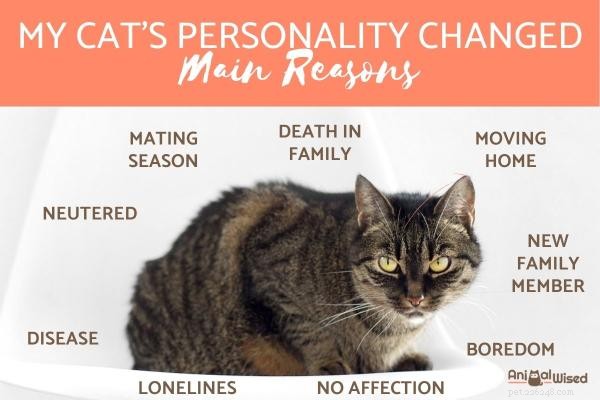 Why Your Cat’s Personality Evolves – Key Factors & Insights