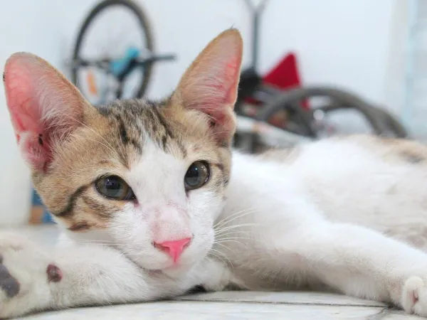 Why Your Cat’s Personality Evolves – Key Factors & Insights