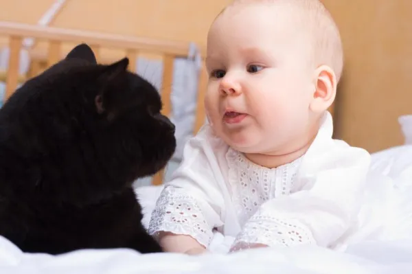 Why Your Cat’s Personality Evolves – Key Factors & Insights