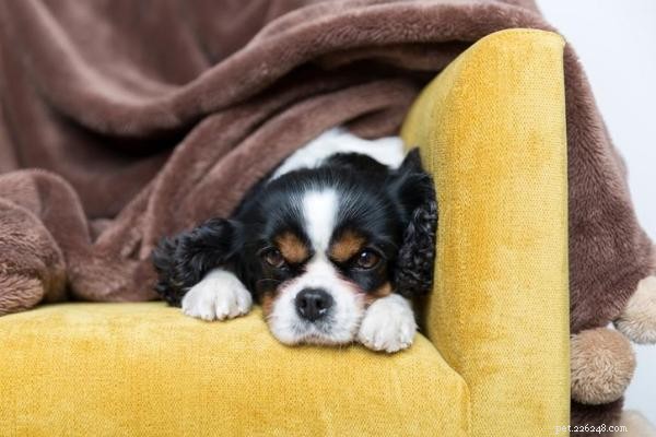 Help Your Dog Overcome Fear of Loud Noises: Causes & Calm Strategies