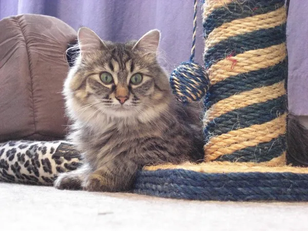 Why Your Cat’s Personality Evolves – Key Factors & Insights