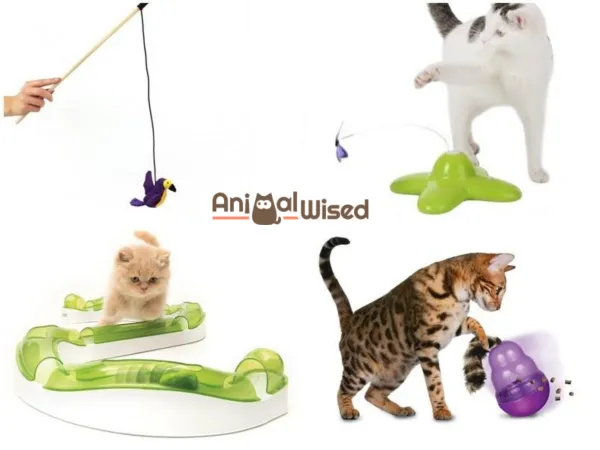How to Play with Your Cat: Engaging Games for a Stronger Bond
