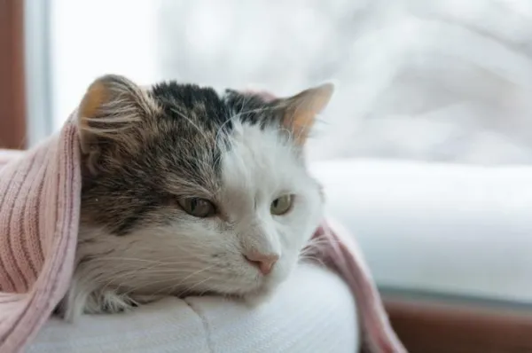 How to Play with Your Cat: Engaging Games for a Stronger Bond
