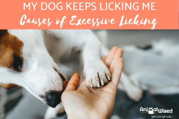 Why Is My Dog Licking You Excessively? Common Causes & Solutions