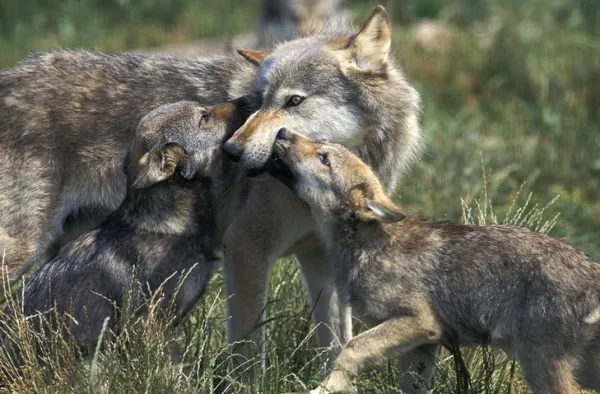 Why Is My Dog Licking You Excessively? Common Causes & Solutions