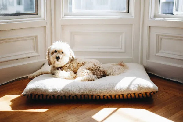 Your Dog Is Crying at Night: Causes, Signs, and How to Help