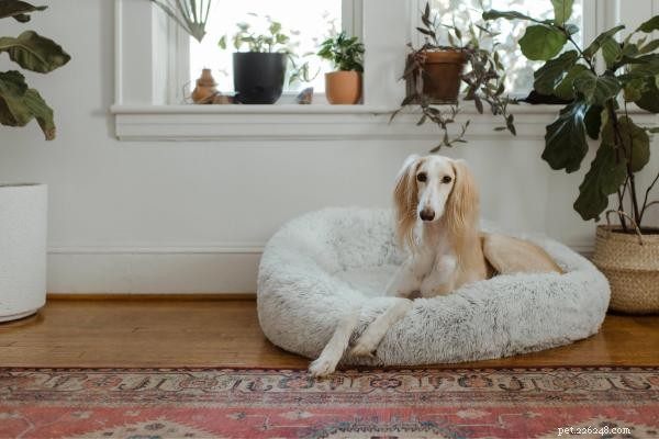 Your Dog Is Crying at Night: Causes, Signs, and How to Help