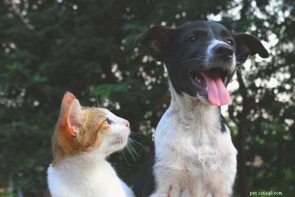 How to Help Your Cat and Dog Get Along: Proven Tips