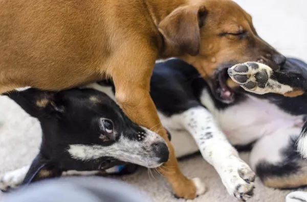 Understanding Why Your Dog Growls: Causes, Meaning, and How to Stop It