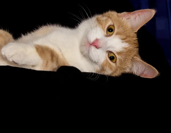 Why Your Cat Stays Awake at Night—and How to Fix It