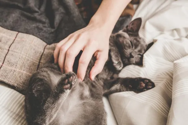 Why Your Cat Stays Awake at Night—and How to Fix It