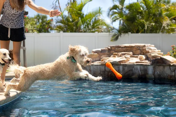 Teach Your Dog to Swim with Positive Reinforcement: A Step‑by‑Step Guide