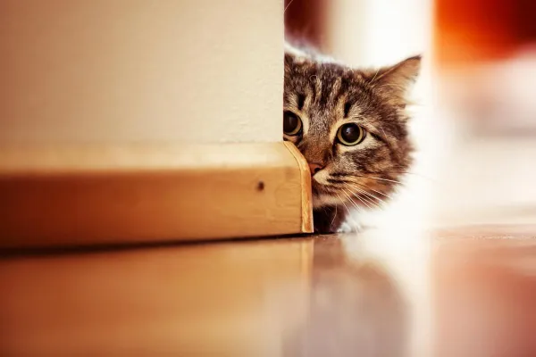 Why Your Cat Feels Fearful and How to Calm Them