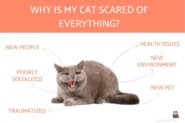 Why Your Cat Feels Fearful and How to Calm Them