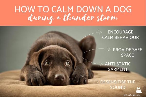 Calm Your Dog During Thunderstorms: Proven Tips to Ease Their Fear
