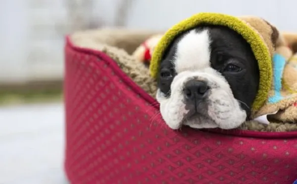 Calm Your Dog During Thunderstorms: Proven Tips to Ease Their Fear