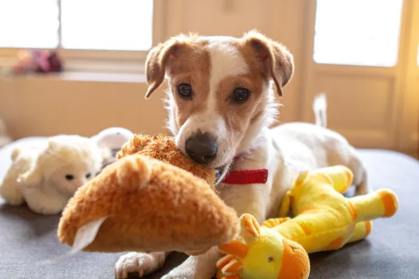 Step‑by‑Step Guide: Teaching Your Puppy to Fetch