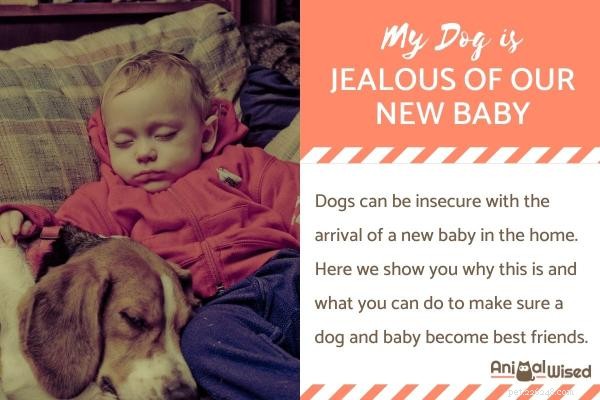 How to Handle Your Dog’s Jealousy When a New Baby Arrives