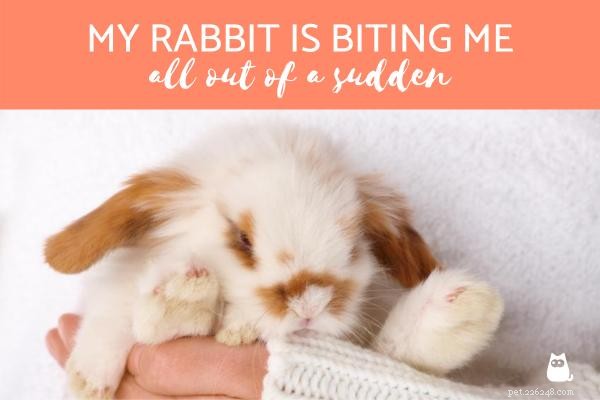 Sudden Rabbit Biting? Find Out Why and How to Calm Your Pet