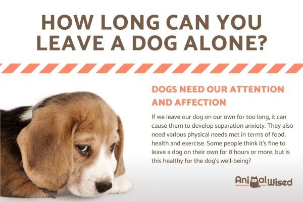 How Long Can You Leave Your Dog Alone? Key Guidelines for Responsible Care