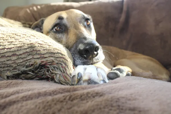 How Long Can You Leave Your Dog Alone? Key Guidelines for Responsible Care