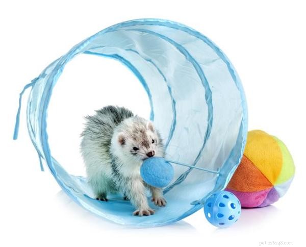 Top Toys Every Ferret Will Love: A Guide for New and Experienced Pet Owners